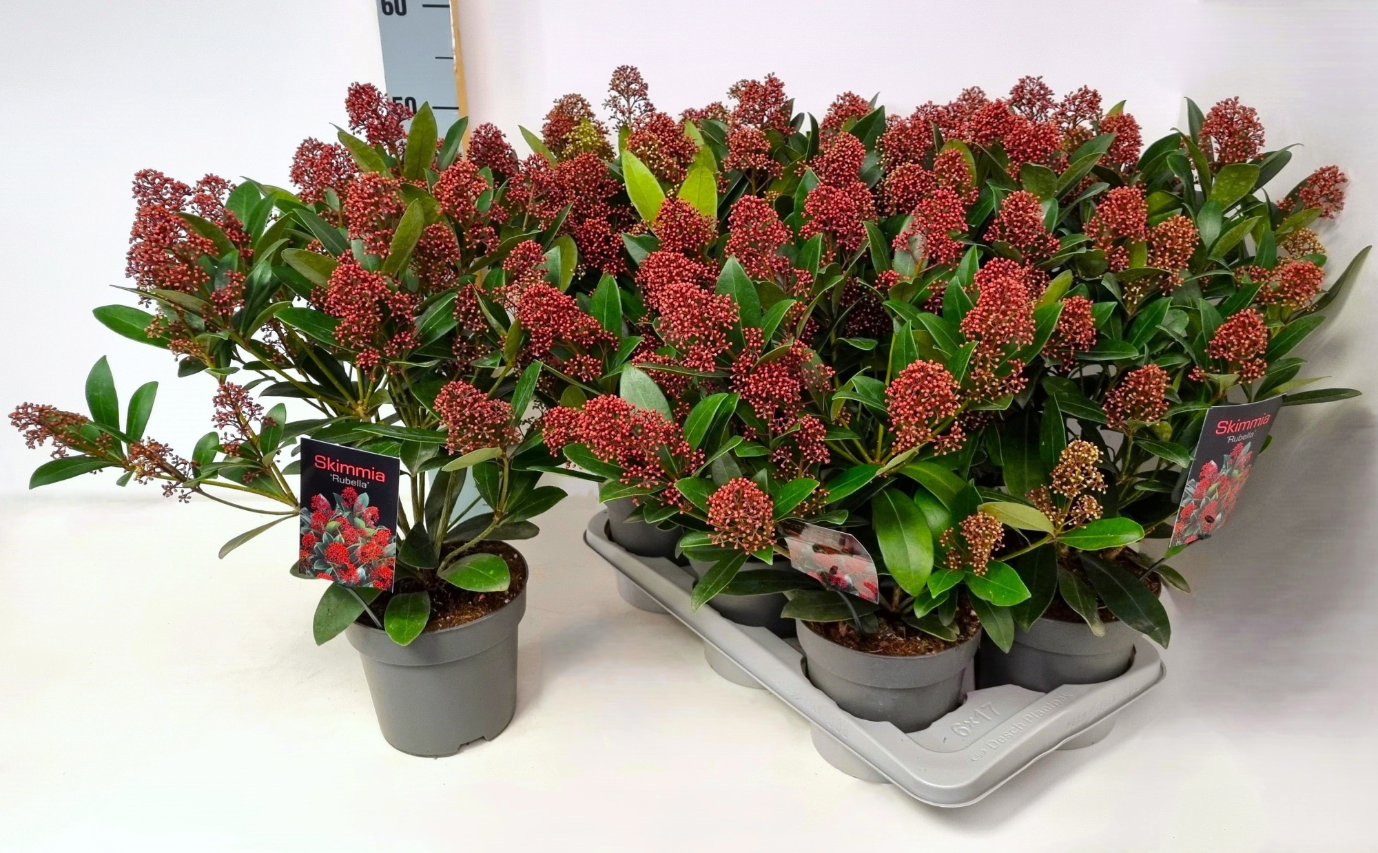 Skimmia jap. 'Rubella' P17, D 17