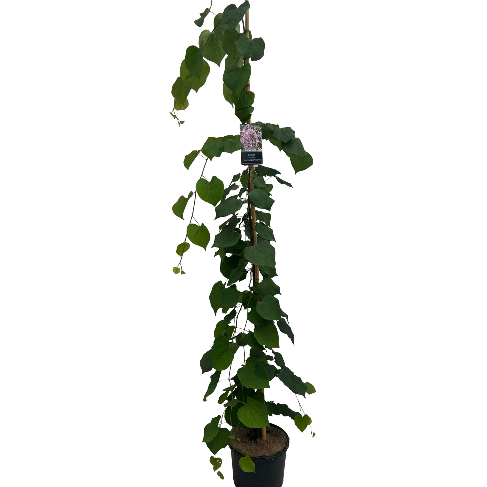 Cercis can. Lavender Twist 175-200 cm geveerd, D 27 cm