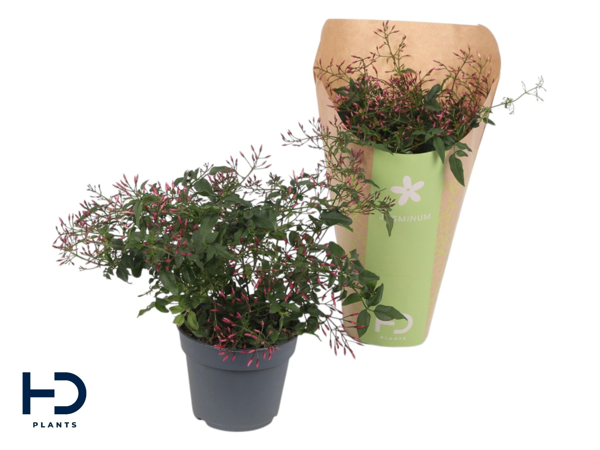 Jasminum Passion Dark Pink struik 300 knop p12 in papieren hoes., D 12