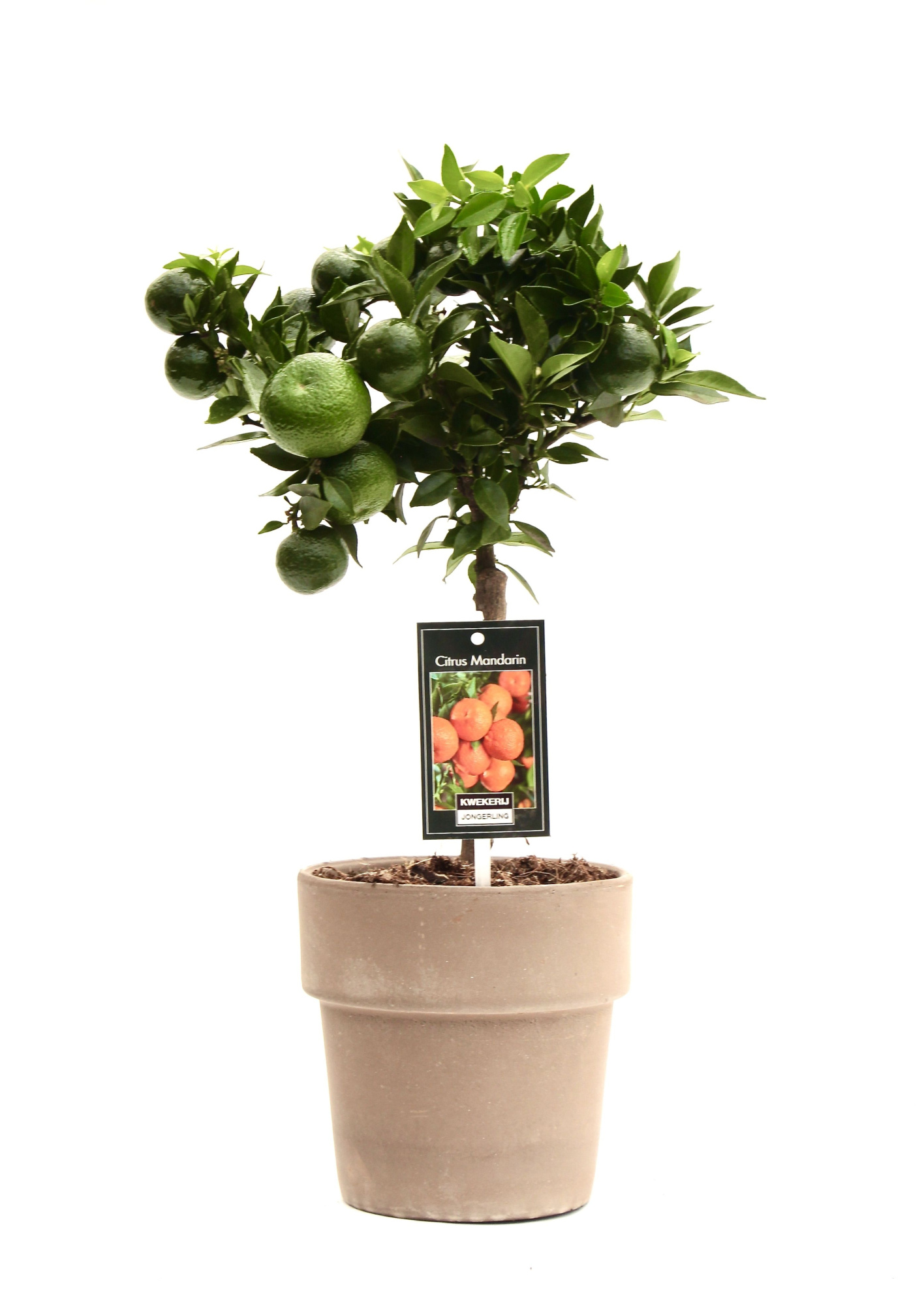 Mandarin in pot Verona, D 16 cm