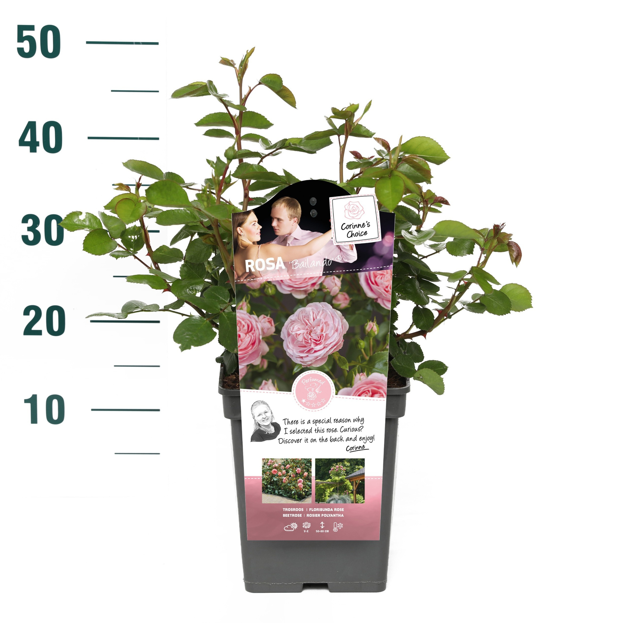Rosa 'Bailando' - Struik - VP5 - Categorie 3, D 23 cm