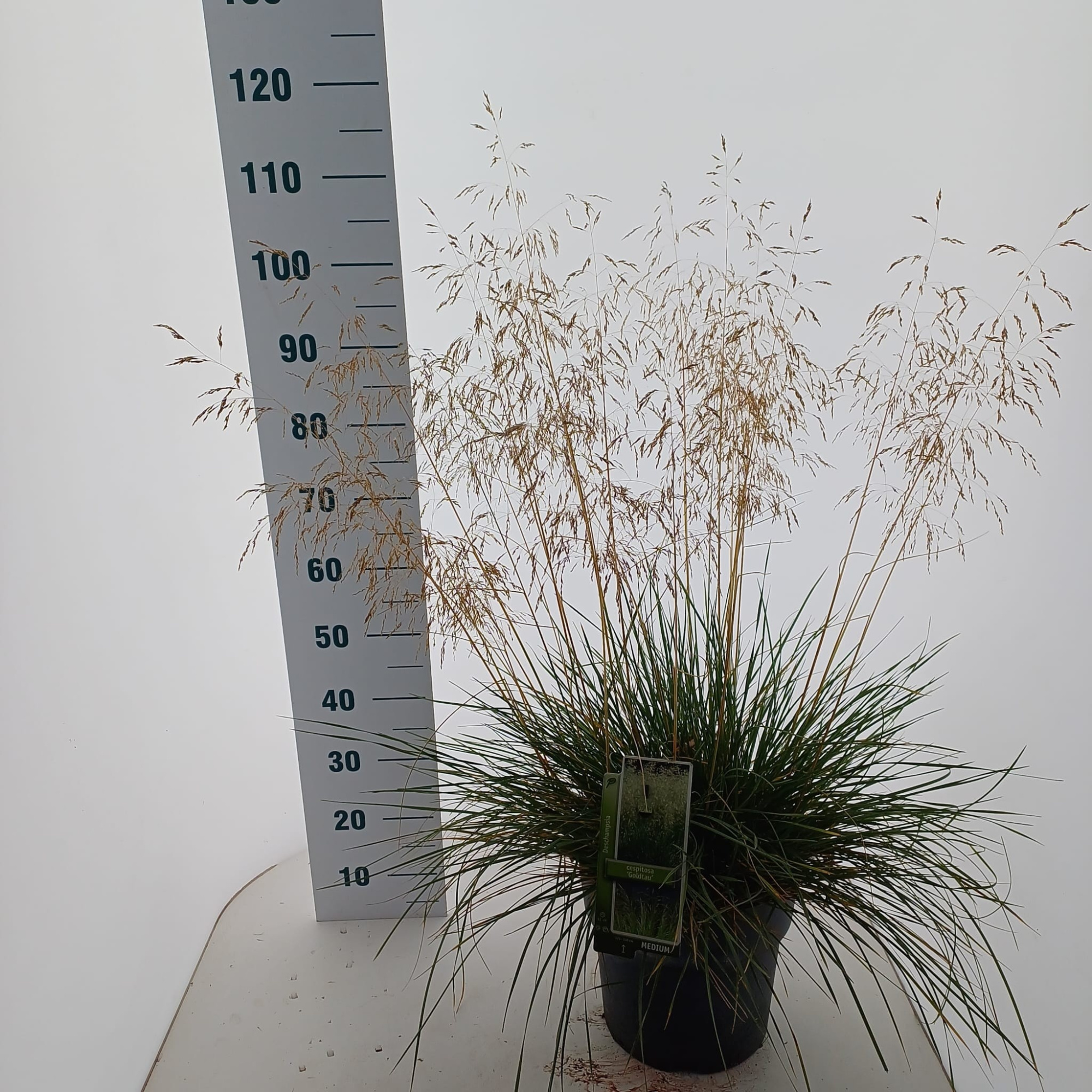 Deschampsia cespitosa 'Goldtau', D 29 cm