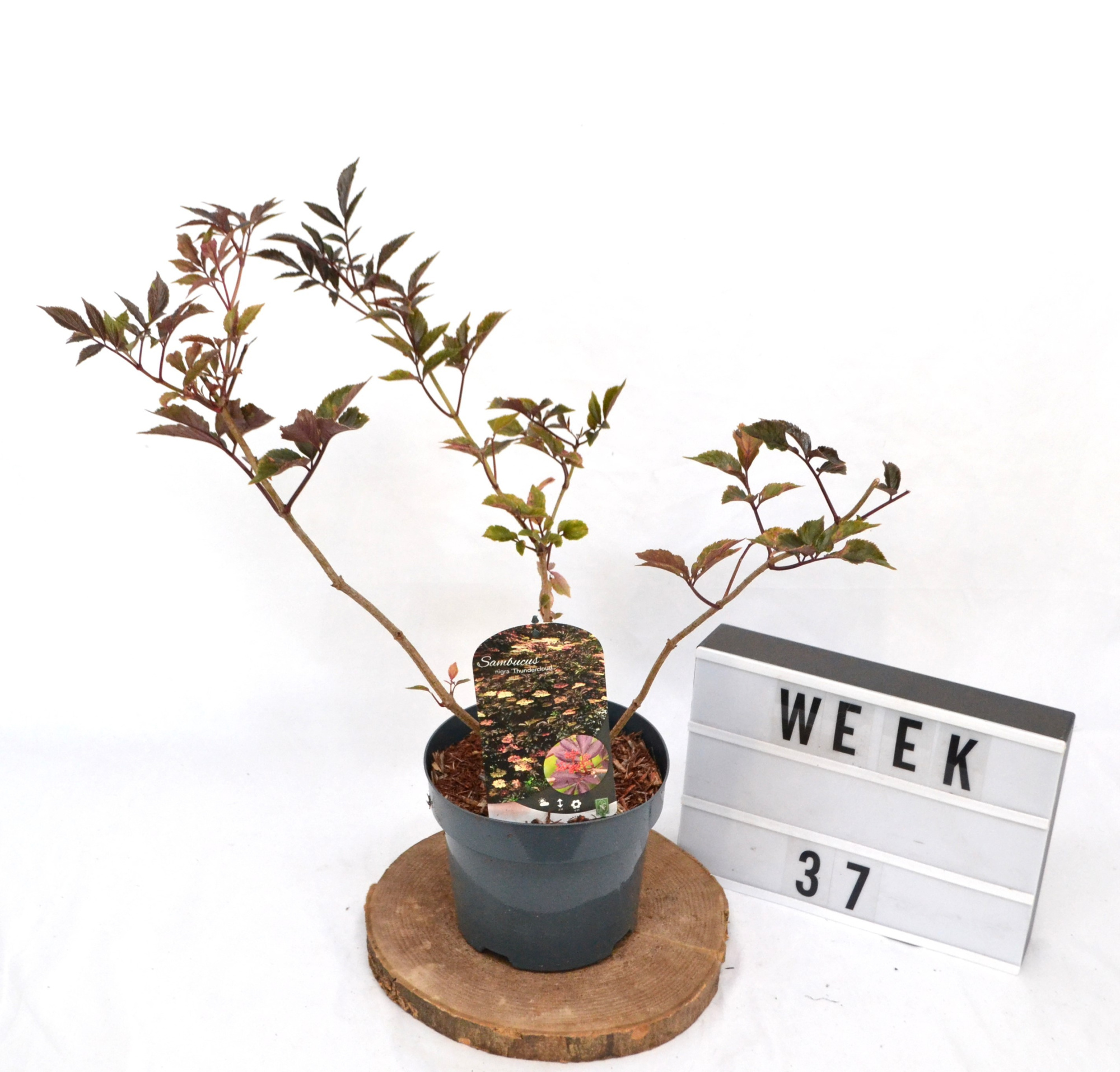 Sambucus nigra Thundercloud C3, D 19 cm