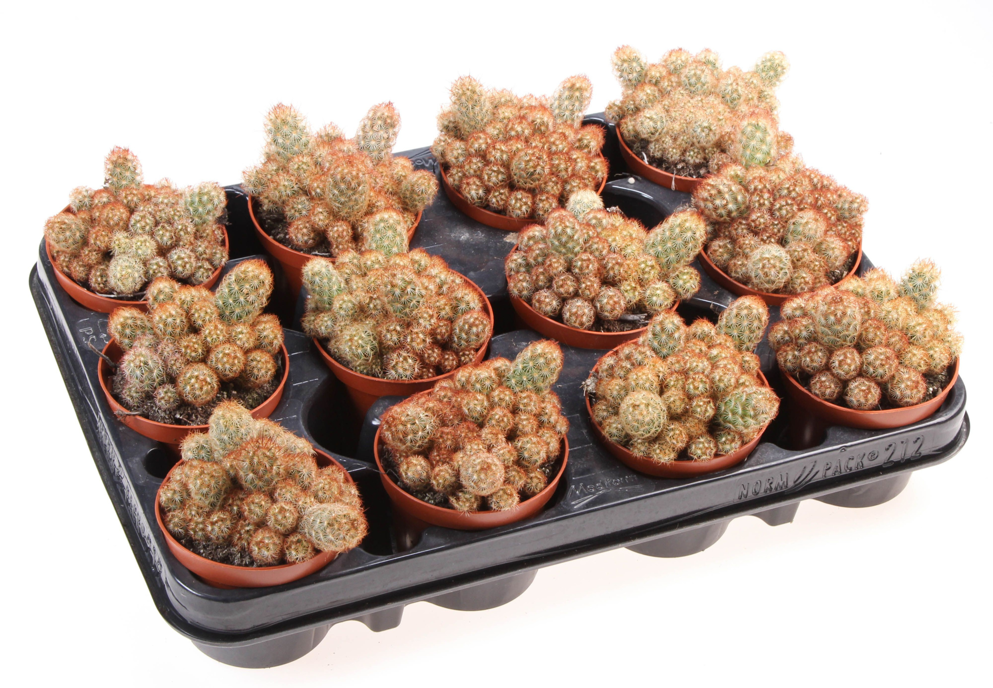 Mammillaria elongata nigrispina, D 8,5 cm