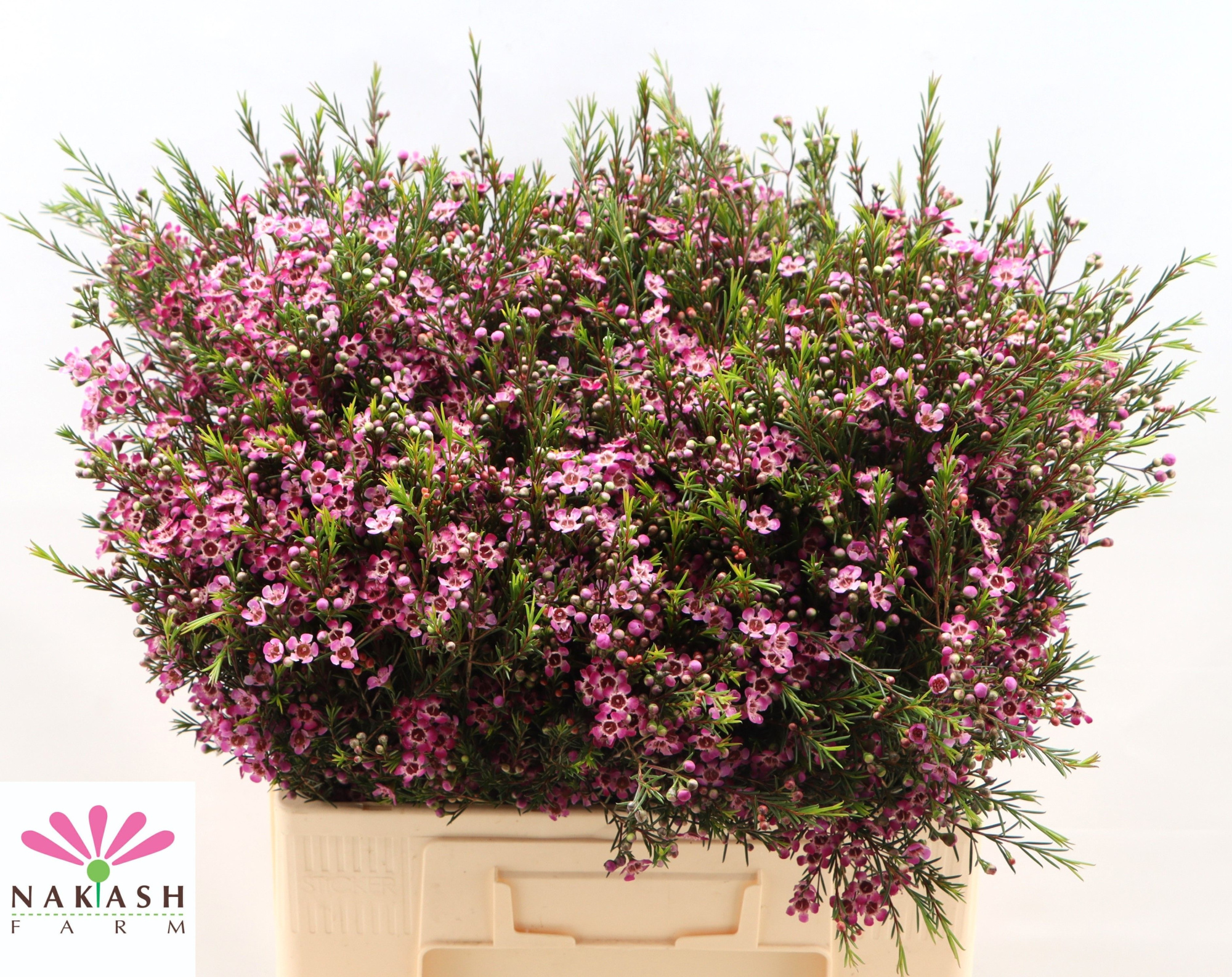 Шамелациум Перпл Прайд 60, шт.