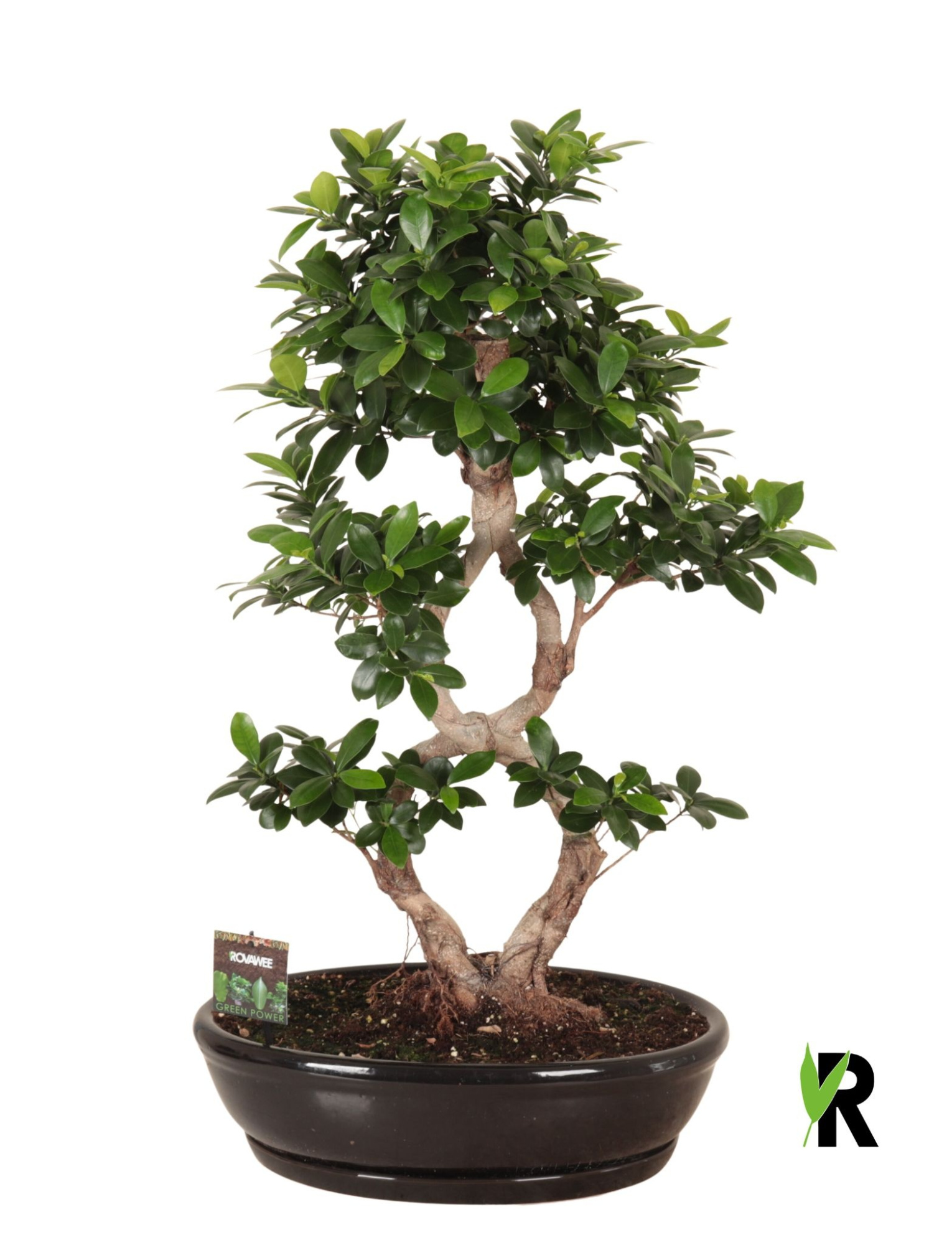 Ficus micr. 8-type in keram. ovaal schaal met schotel zwart, D 45 cm