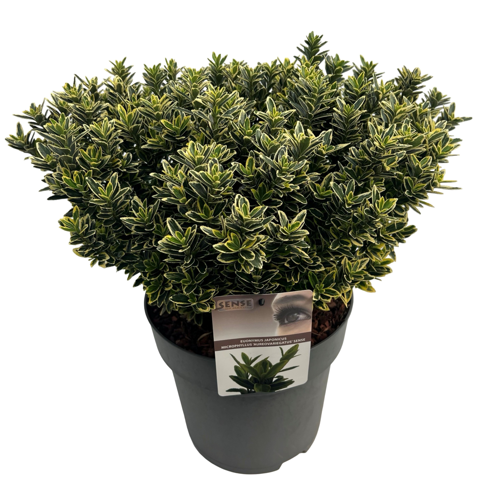 Euonymus j. 'micro. Aureovariegatus' sense, D 27