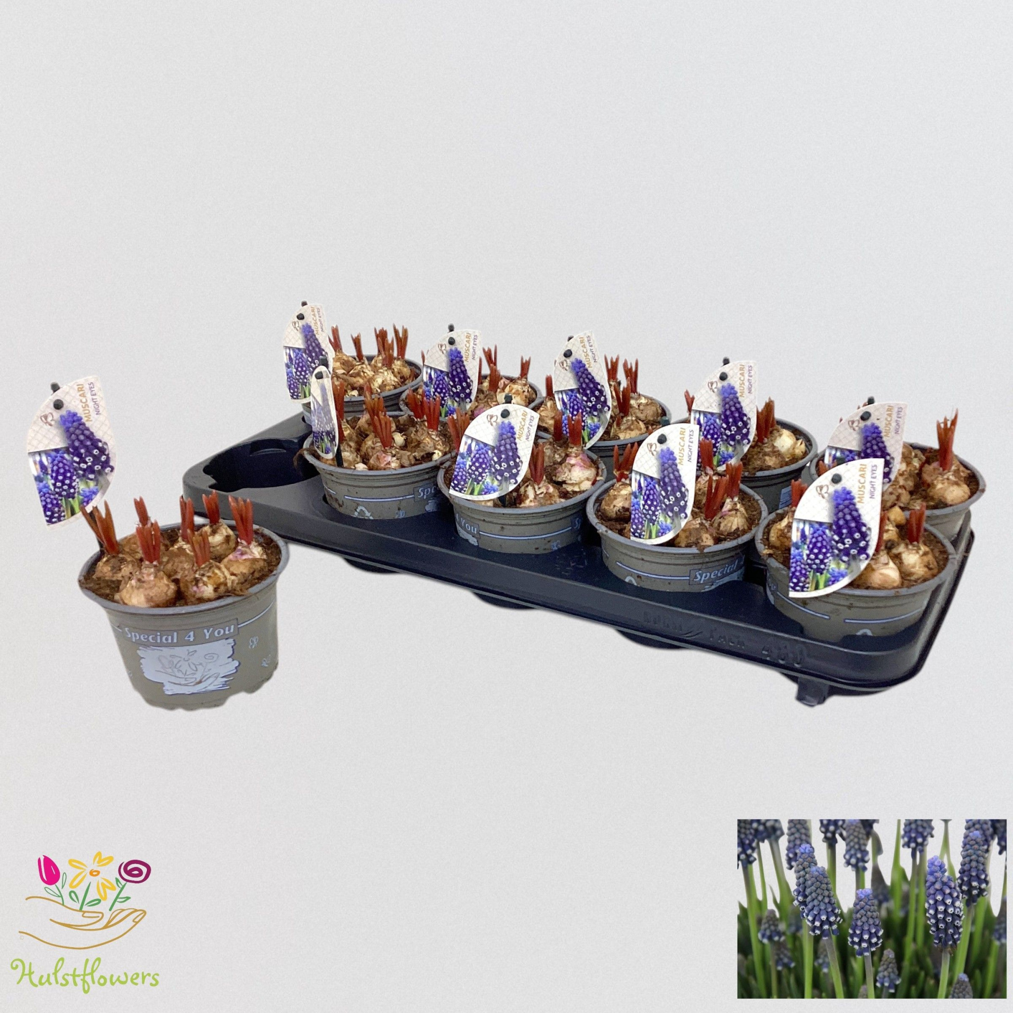 Muscari Night Pearl p12, D 12