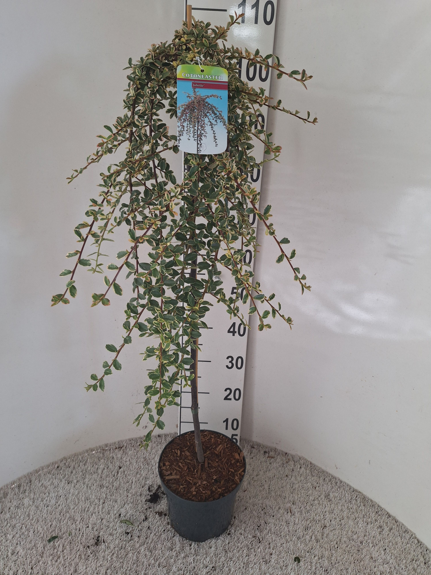 Cotoneaster Juiette, D 21 cm