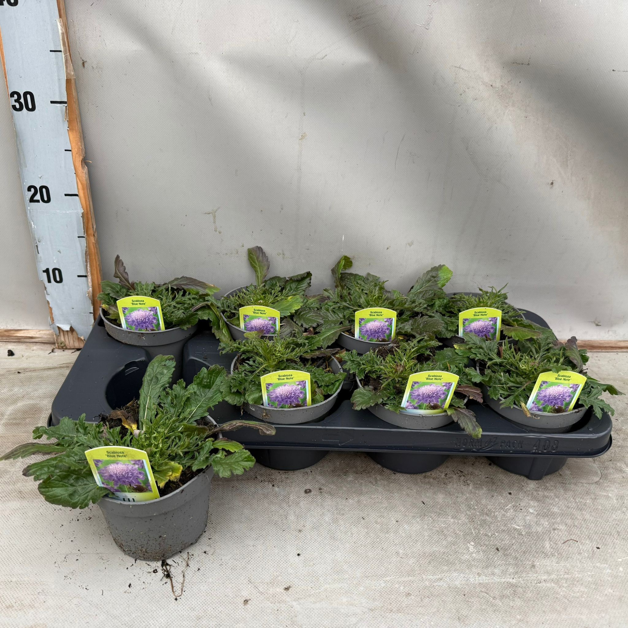 Scabiosa Blue Note, D 12