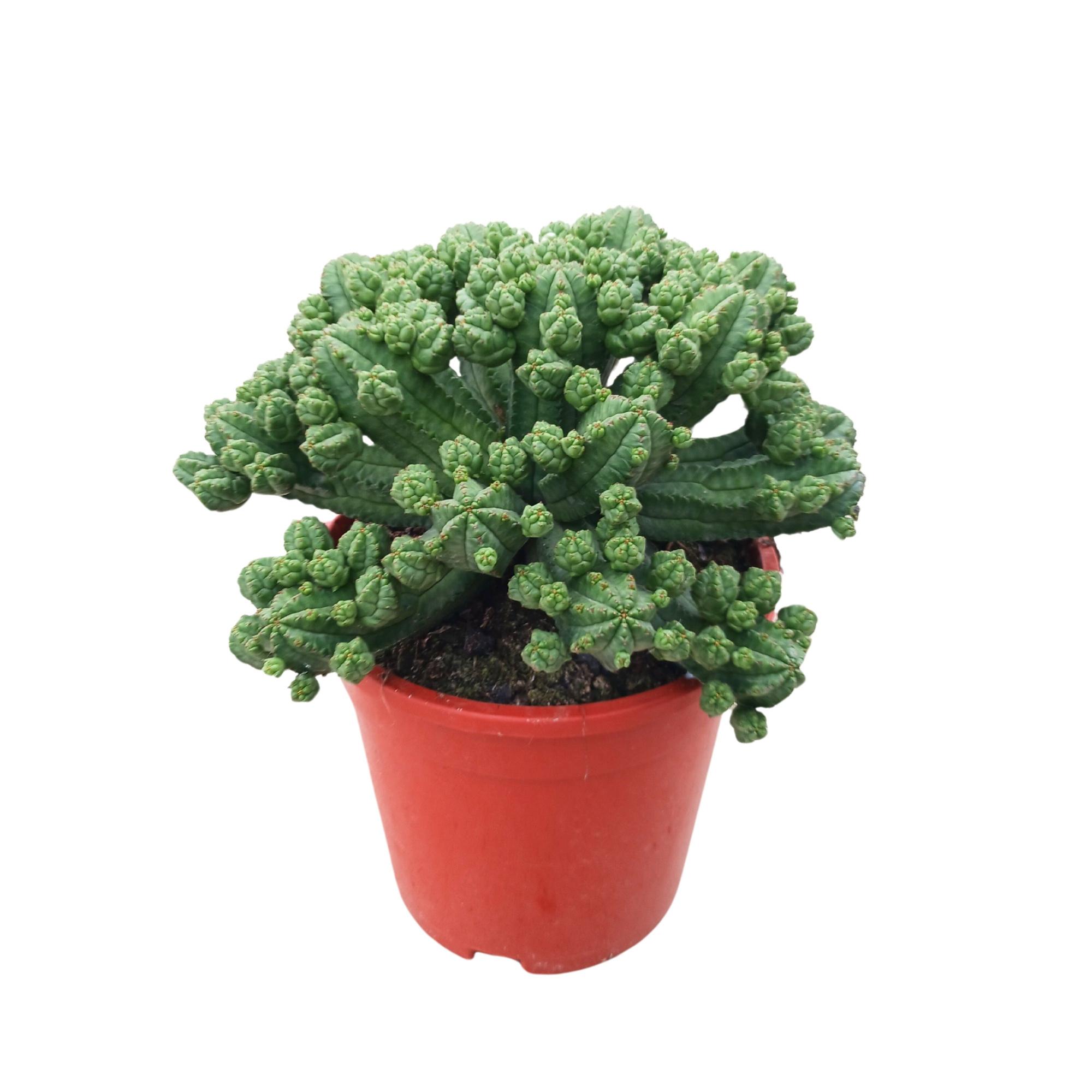 Euphorbia tubiglans 17 cm, D 17