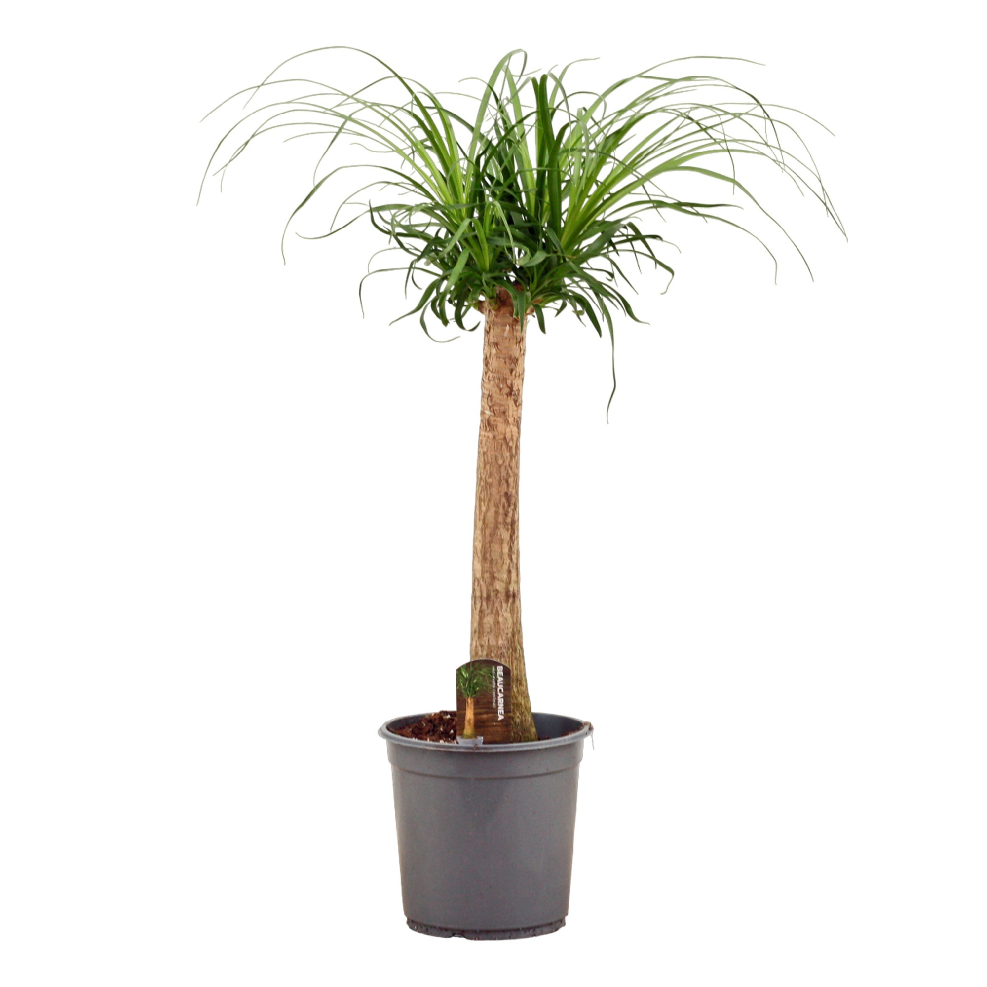 Beaucarnea recht 24 cm, D 24 cm