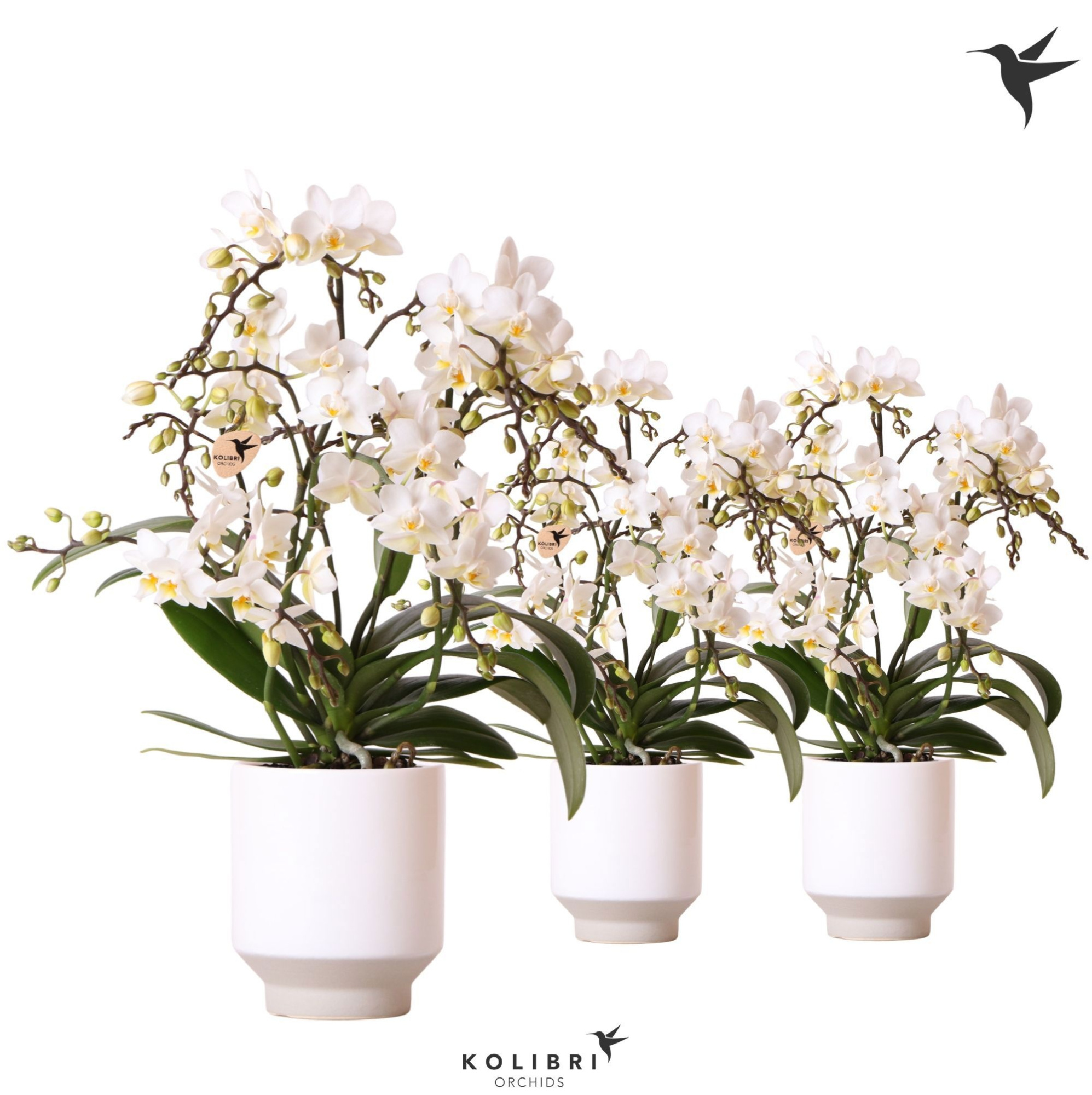 Kolibri Orchids Phalaenopsis Botanic 4 spike in Harmony pot white, D 9 cm