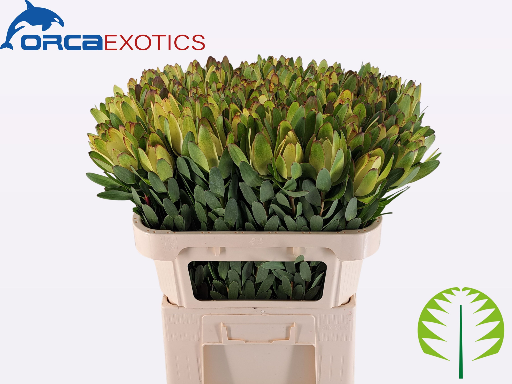 Леукадендрон Сафари Голдстрайк 70 (зел.), шт.