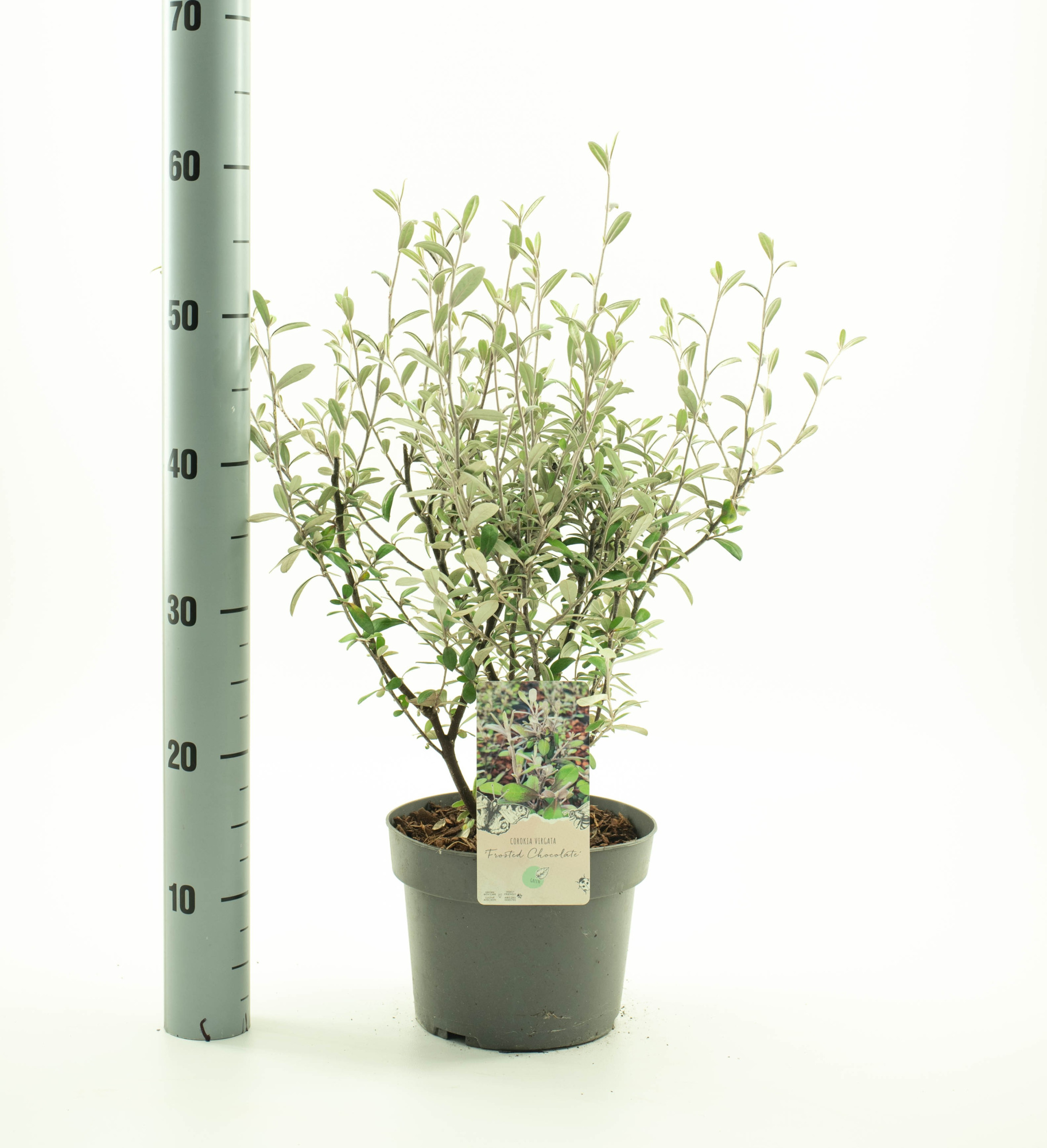 Corokia 'Frosted Chocolate', D 19 cm