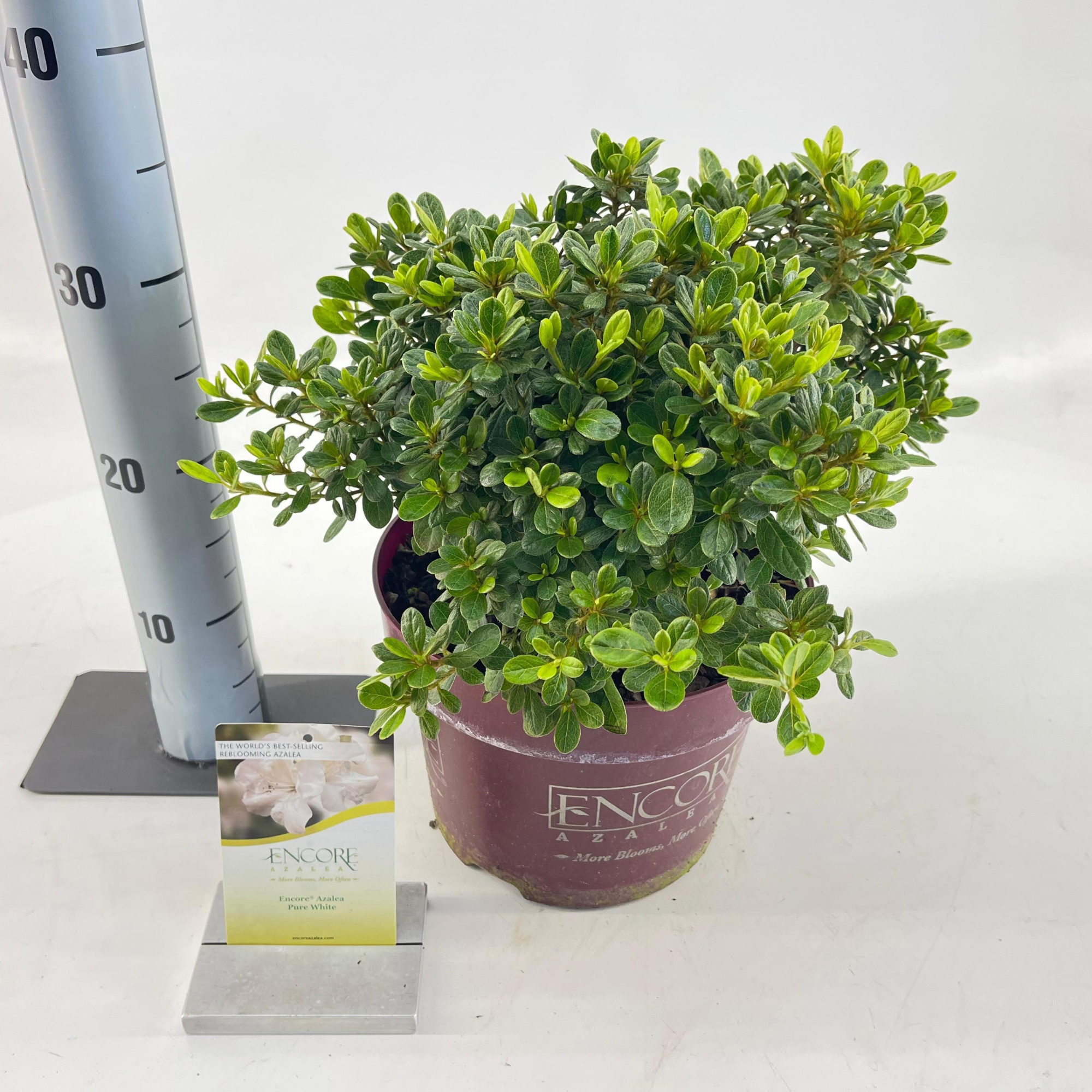 Rhododendron ENCORE® Pure White ('Homlea'PBR), D 23 cm