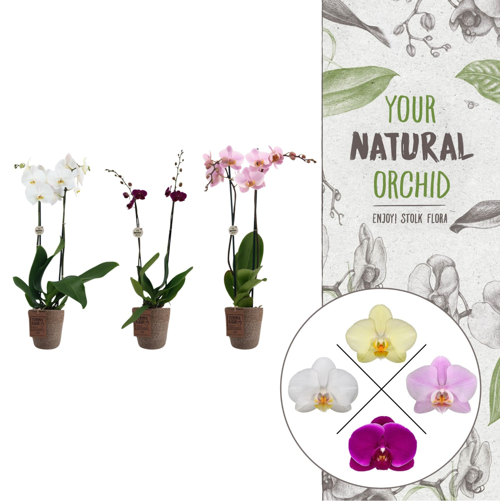Your Natural Orchid | mix in Terima Kasih | Phal. 2 spike, D 12 cm