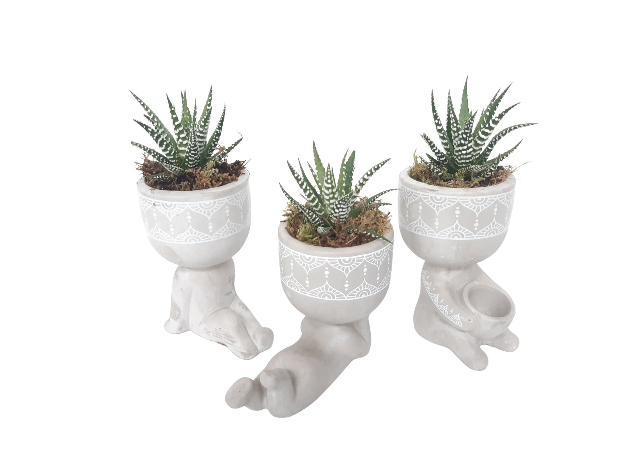 CLWH10HBB Chillings White Haworthia Big Band, D 10 cm