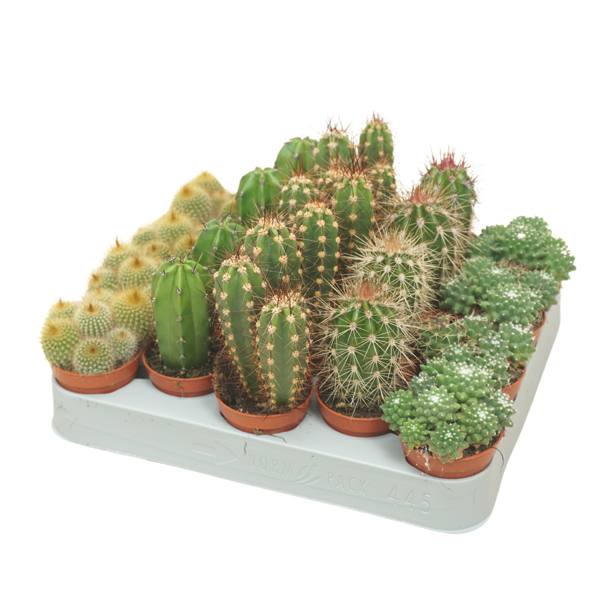 PD mix Cactus 5,5 cm, D 5,5