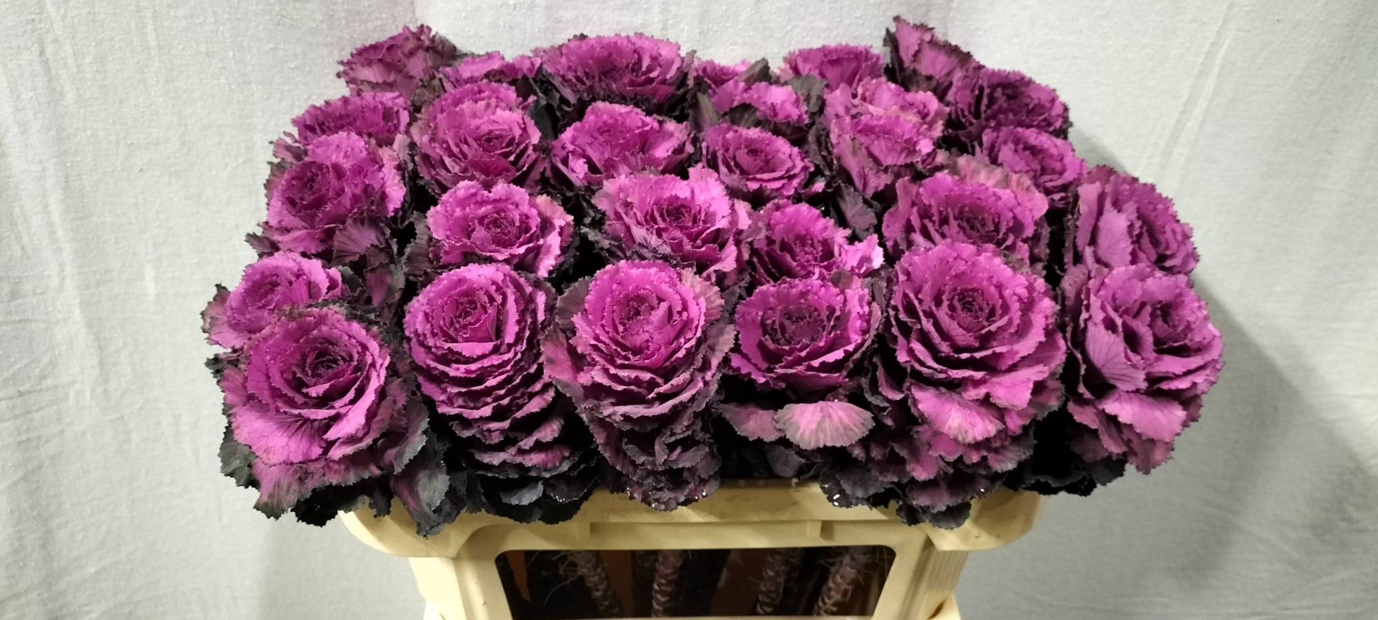 Брассика Элеганс 70, шт.