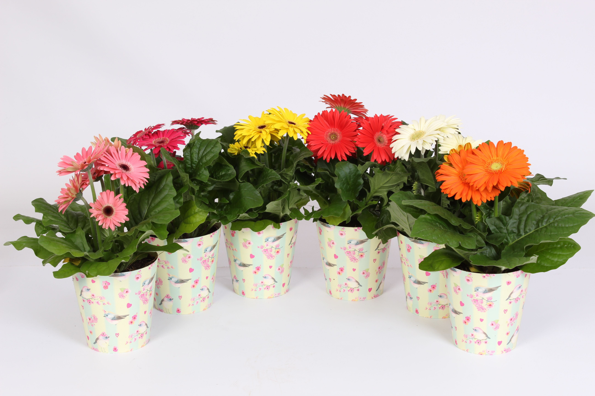Gerbera gemengd 2+bl 12cm in beker met vogels en bloemen, D 12 cm