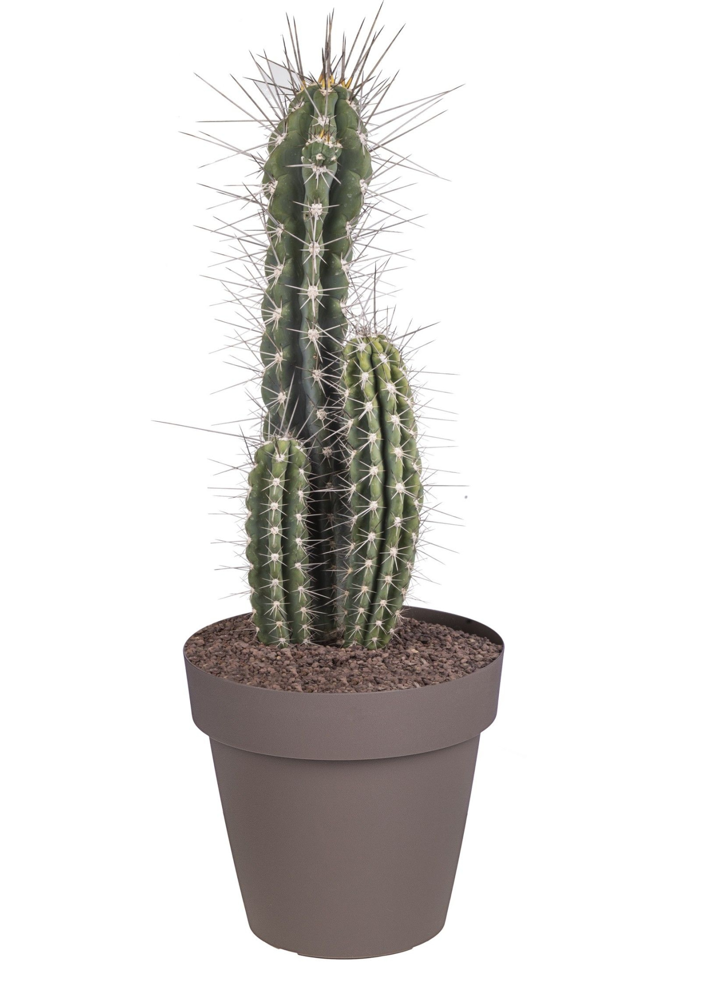 STETSONIA CORYNE - POT Ø 25 (CACTUS), D 25