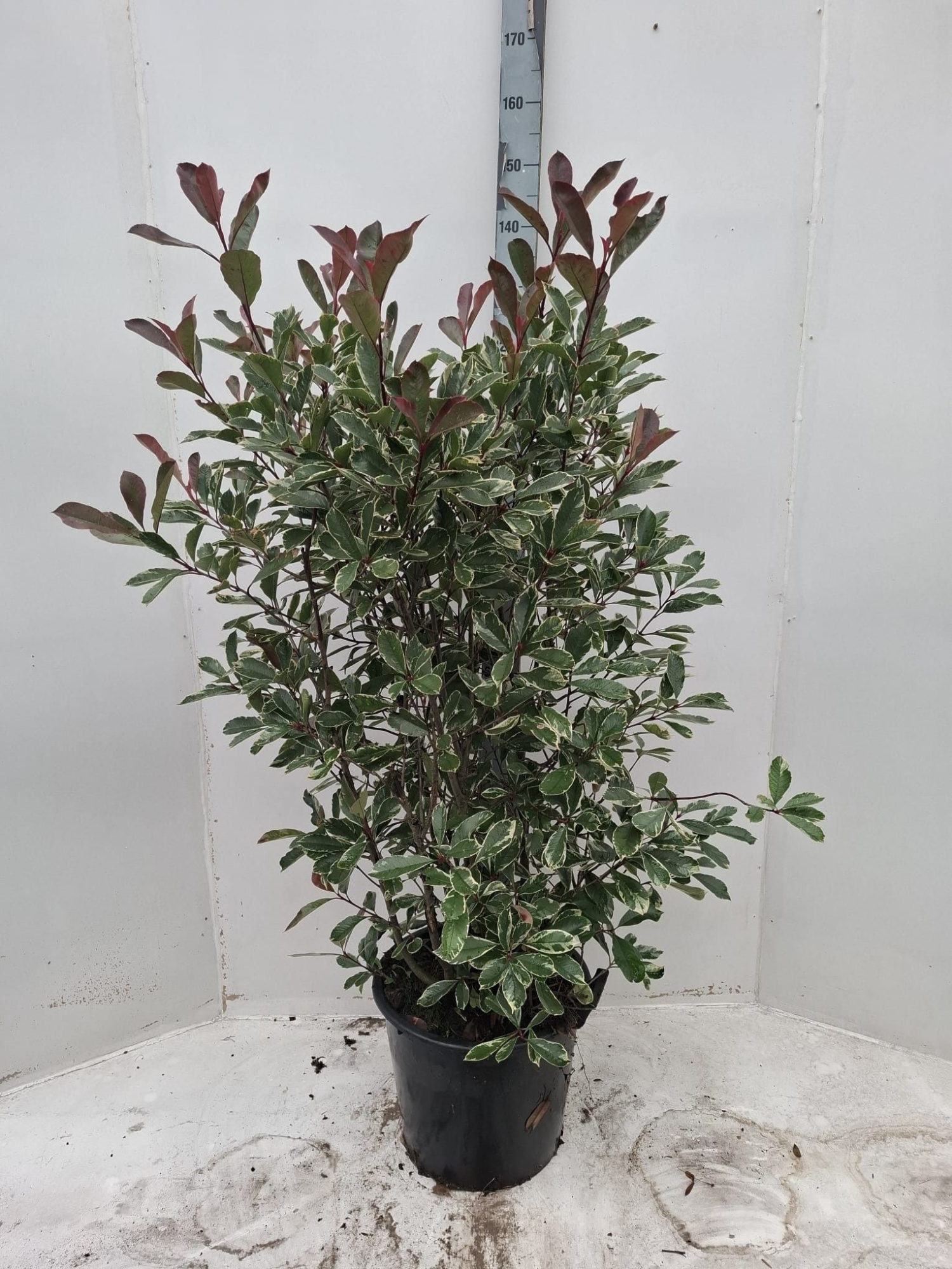 Photinia fras. 'Pink Marble', D 40 cm