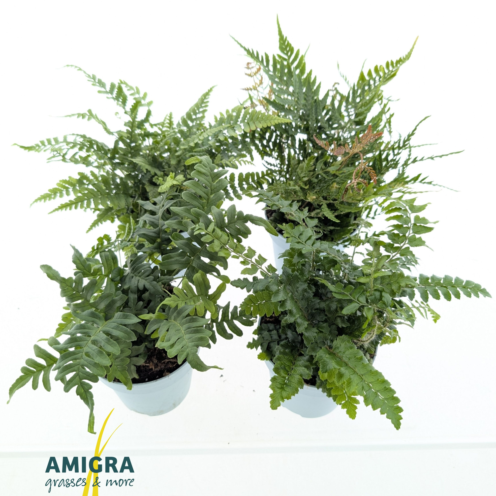 Buitenvaren Mix, D 10,5 cm