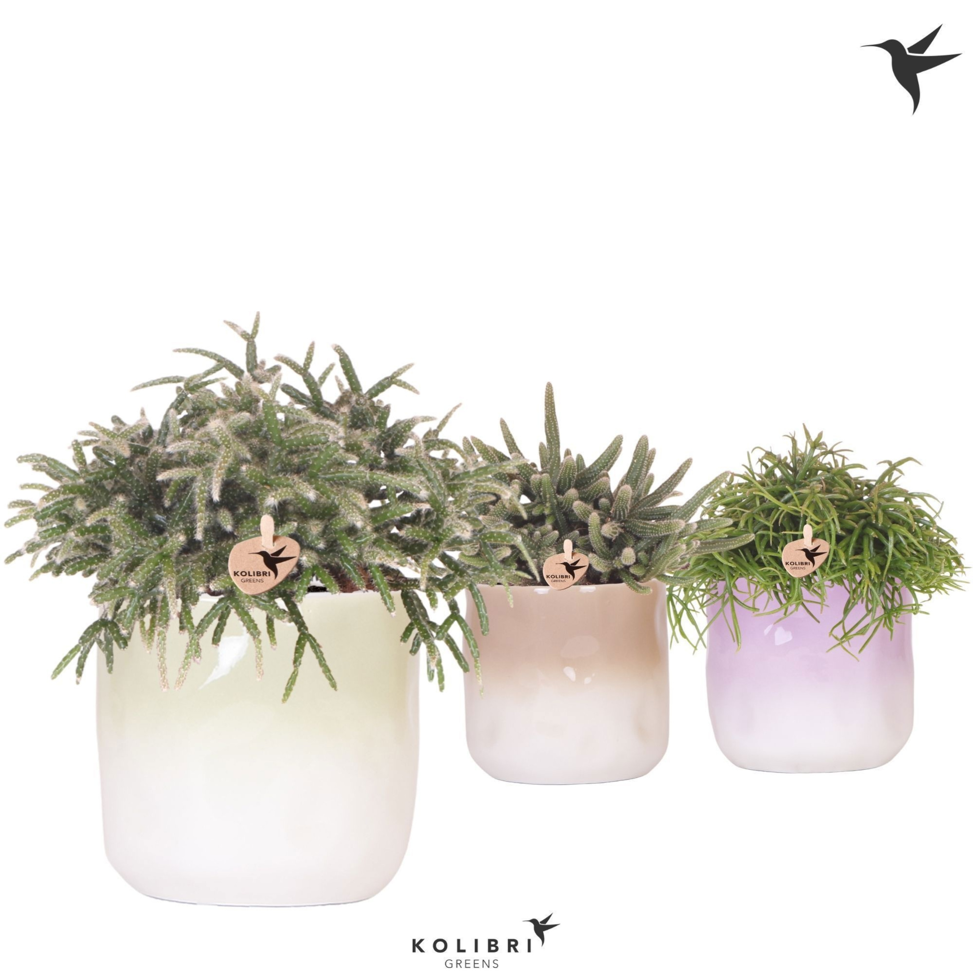 Rhipsalis mix in Gradience pot mix, D 12