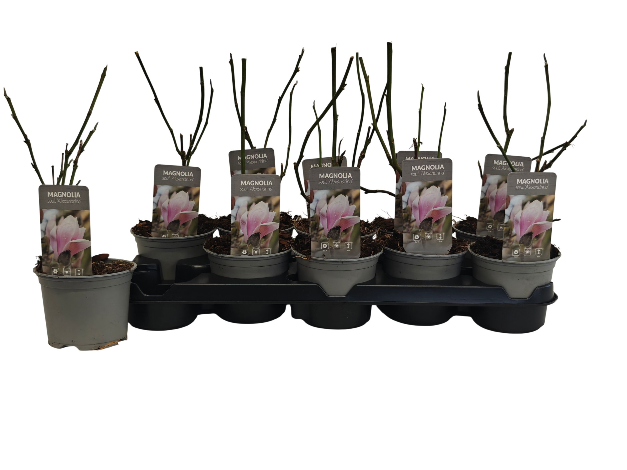 Magnolia Alexandrina P12, D 12