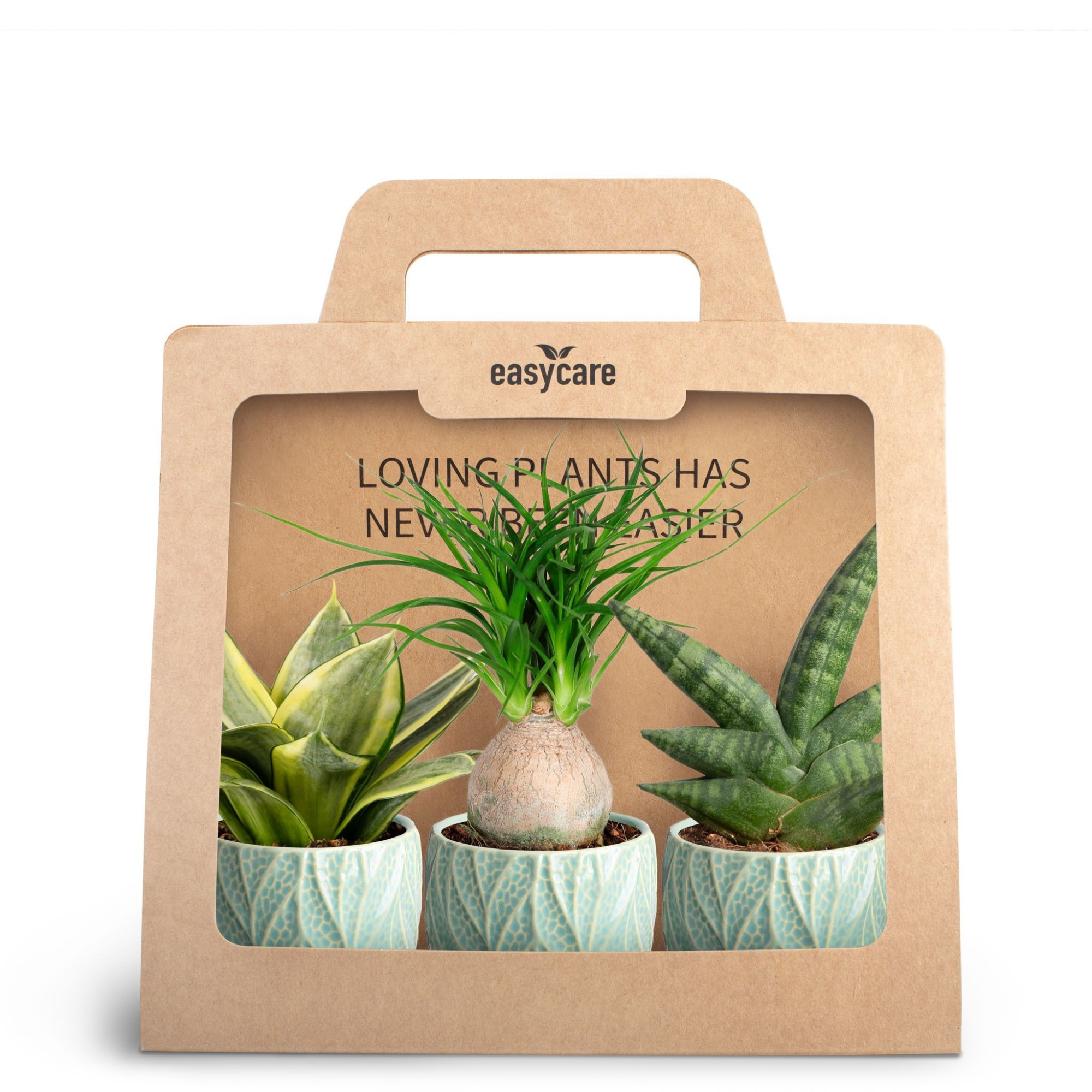 3-Pack Leaf Ocean, D 7