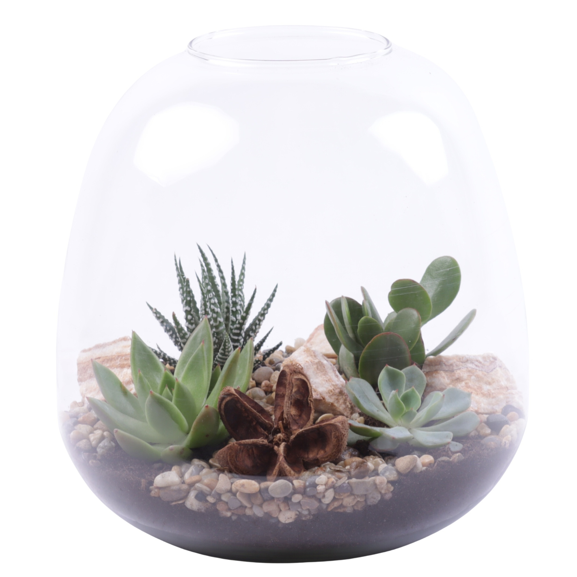 Yearround Arr. Succulent Glass Vase Terrarium Round Ø23cm 4PP, D 23 cm