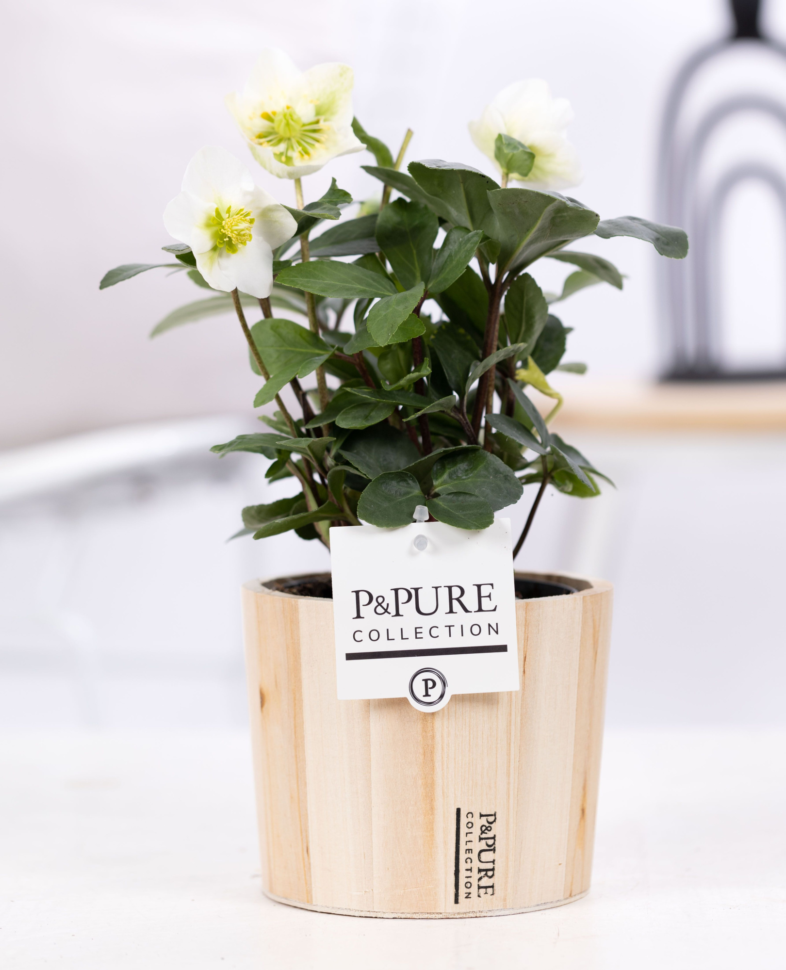 Helleborus n. Christmas Carol in Pure wood 5, D 12 cm