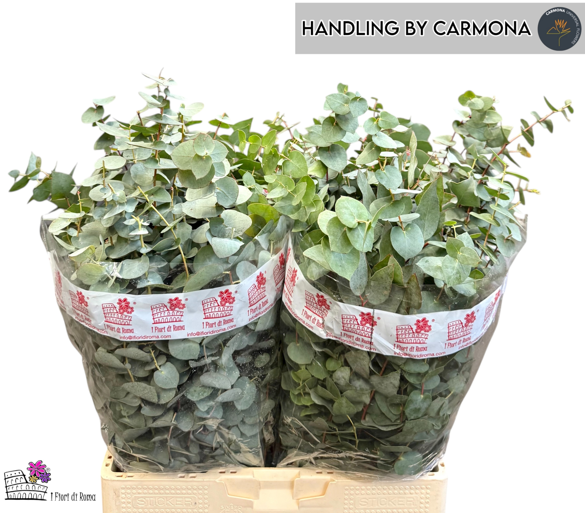 Эвкалипт Цинерея за пучок 60 (зел.), пуч.