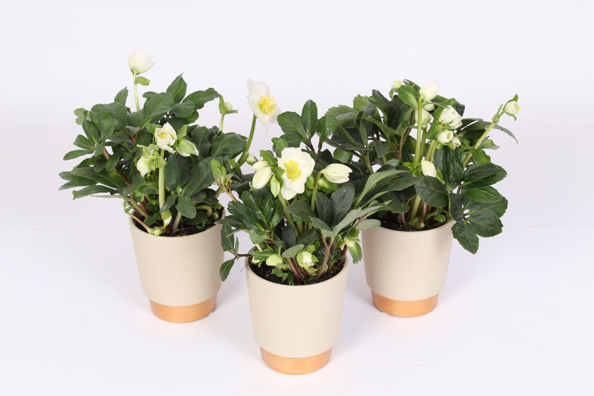 Helleborus n. Christmas Carol in elegance mat keramiek, D 9 cm