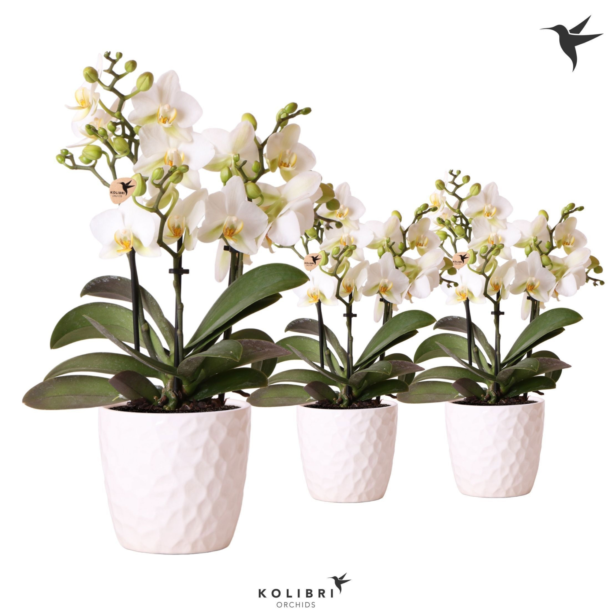 Kolibri Orchids Phalaenopsis lausanne 3spike in Honey pot white, D 9