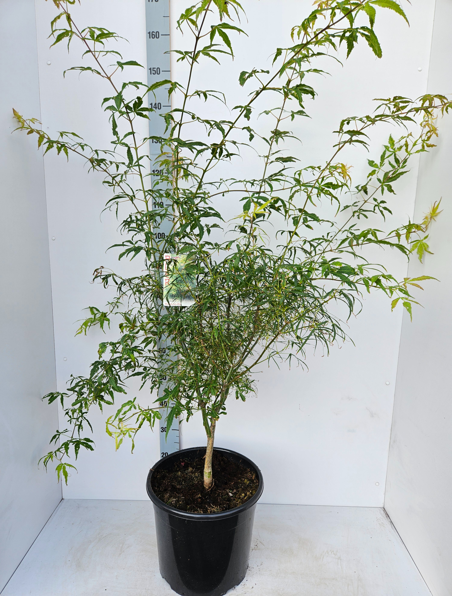 Acer palmatum 'Koto-No-Ito', D 36 cm