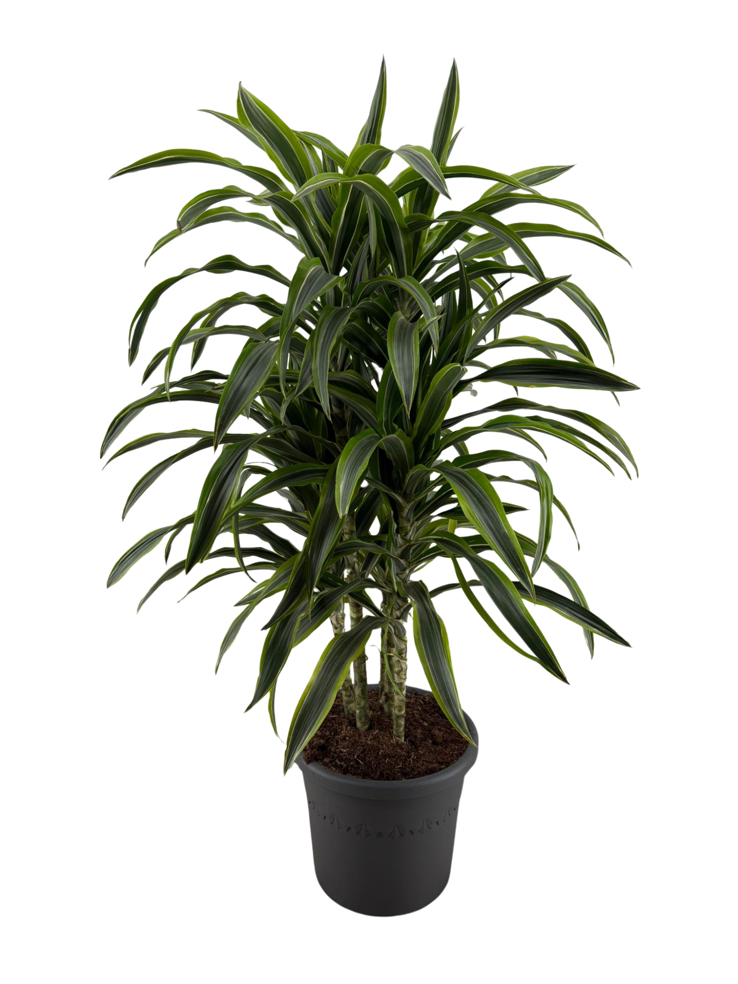 Dracaena Deremensis multi p40 / 150-170cm, D 40 cm