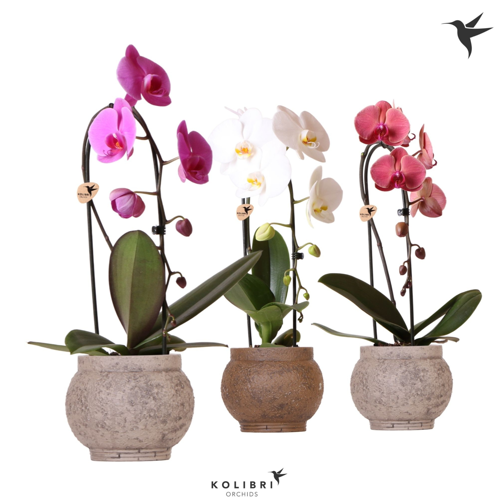 Kolibri Orchids Cascade Niagara Fall mix 1 spike in Ancient pot brown mix, D 12