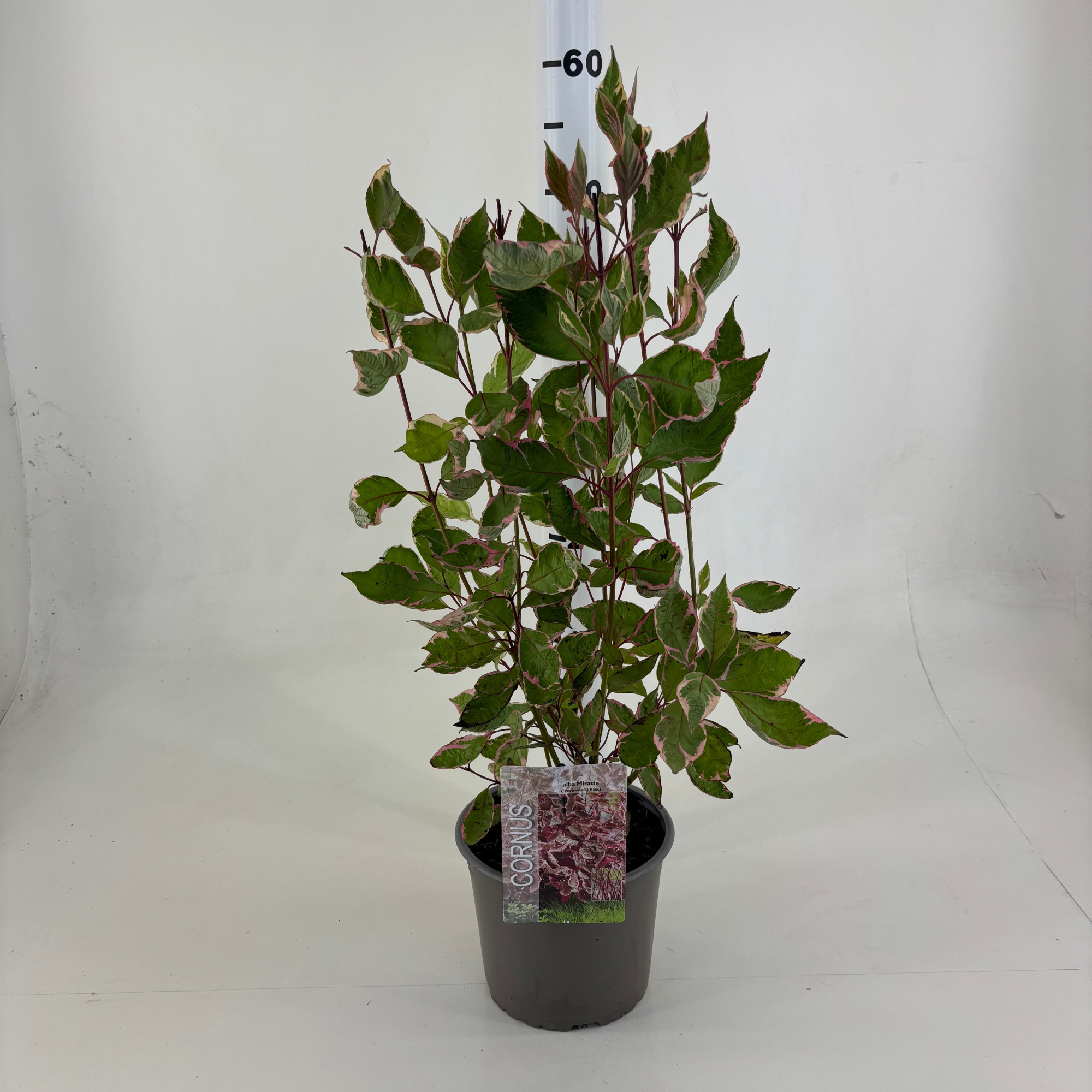 Cornus alba 'Miracle' ® (beginnend herfstblad), D 19 cm