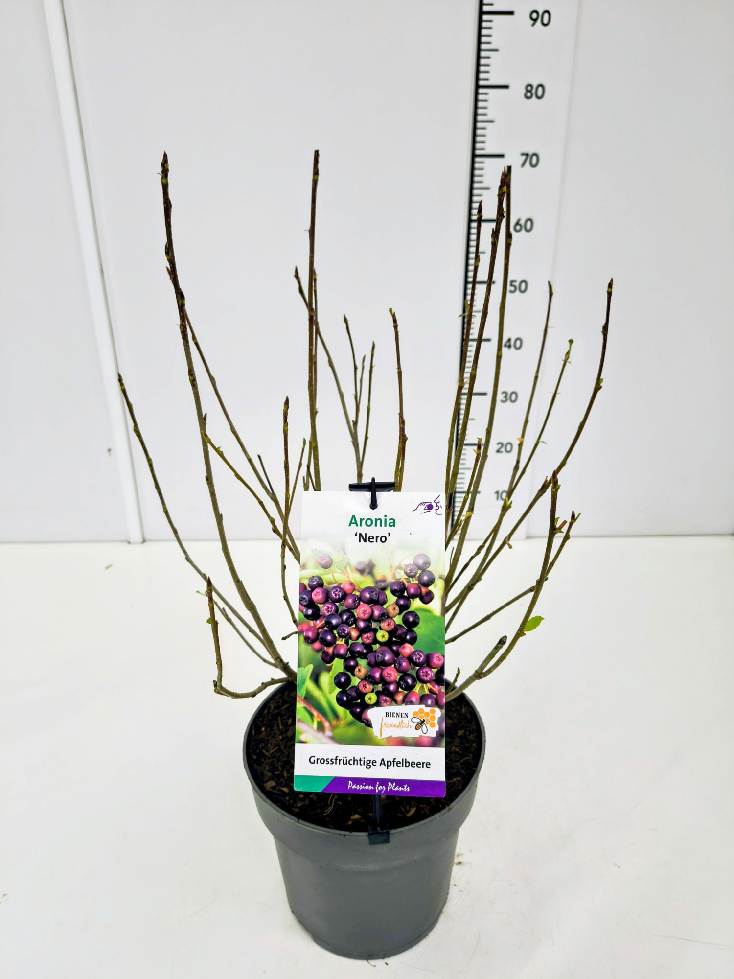 Aronia prun. 'Nero' 50-60C5, D 23 cm