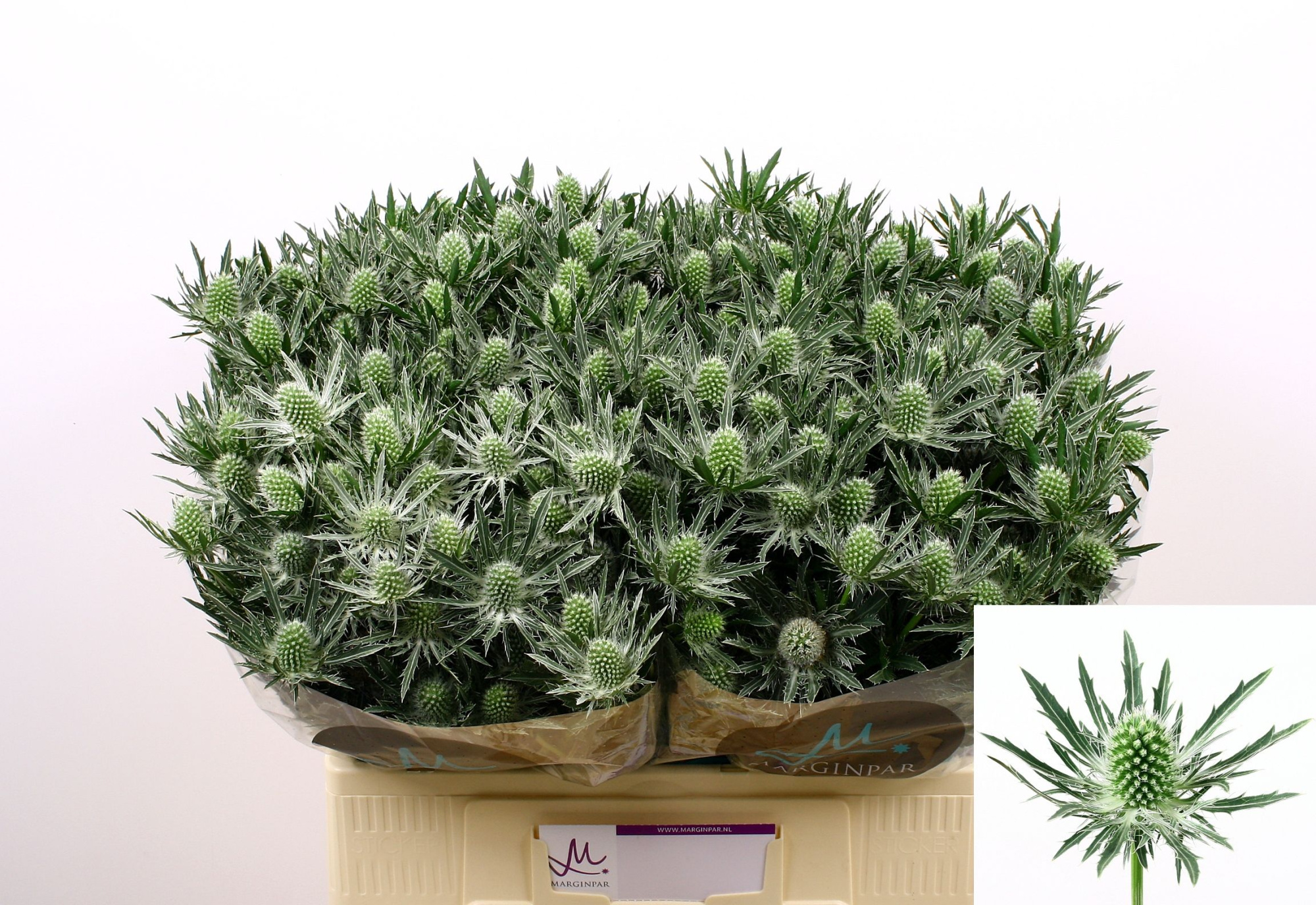 Эрингиум Сириус Кьюстар 60, шт.