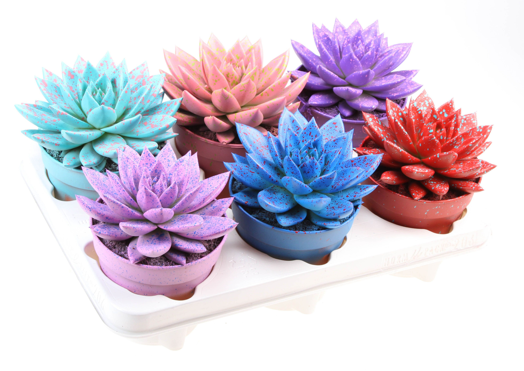 Rainbow sprinkle mix, D 12