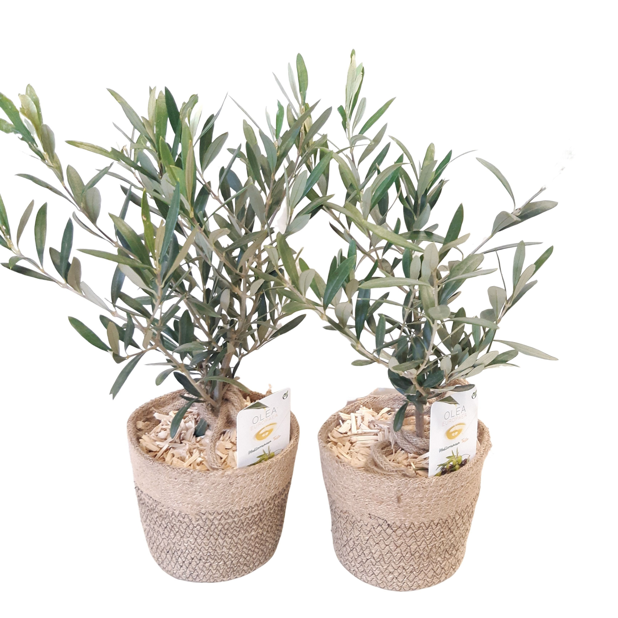 MJ16OLE Zeegras mand D16 Olea Europaea Bush, D 16 cm