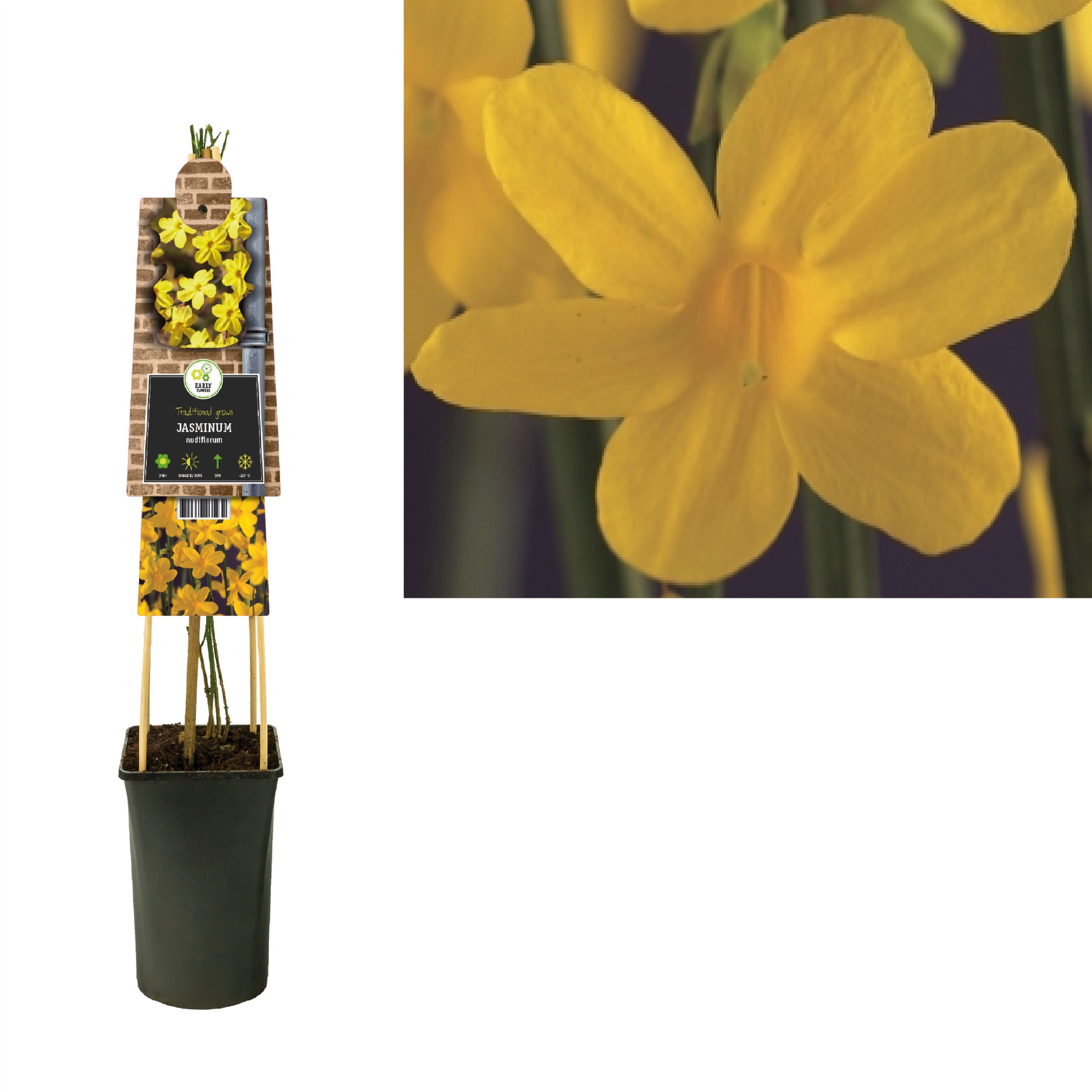 Jasminum nudiflorum +3.0 label, D 17