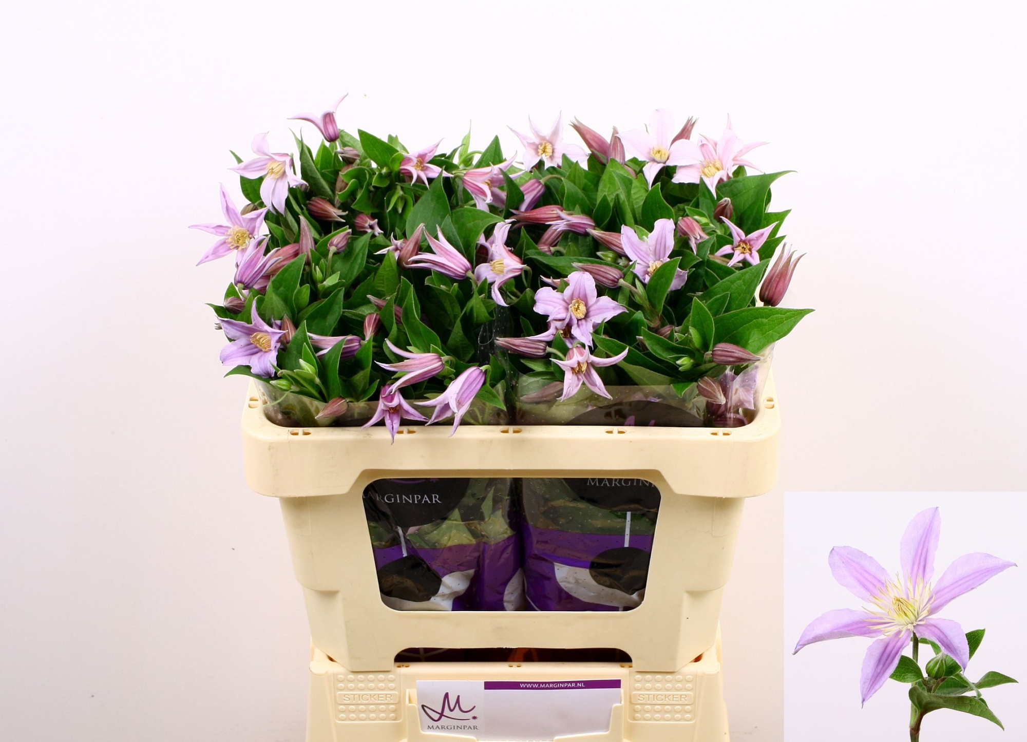 Клематис Стар Ривер 50, шт.