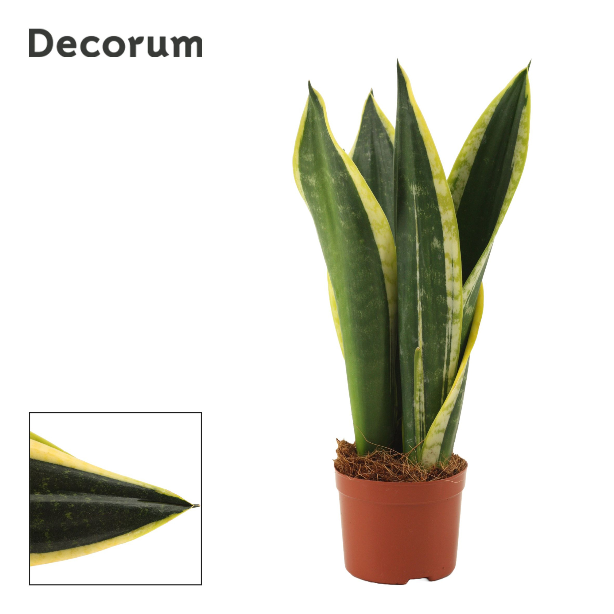 Sansevieria Night Shade 9 cm (Decorum), D 9