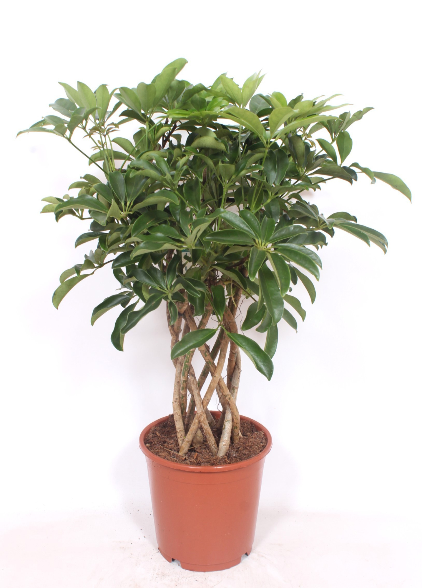Schefflera arboricola 'Compacta', D 24 cm