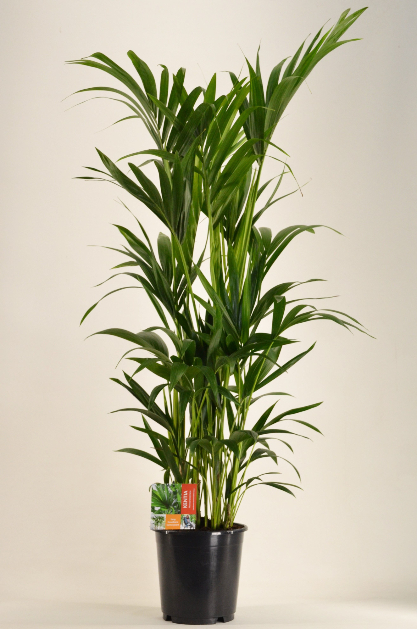 KENTIA - P24 H140 - 8PP (Howea forsteriana), D 24