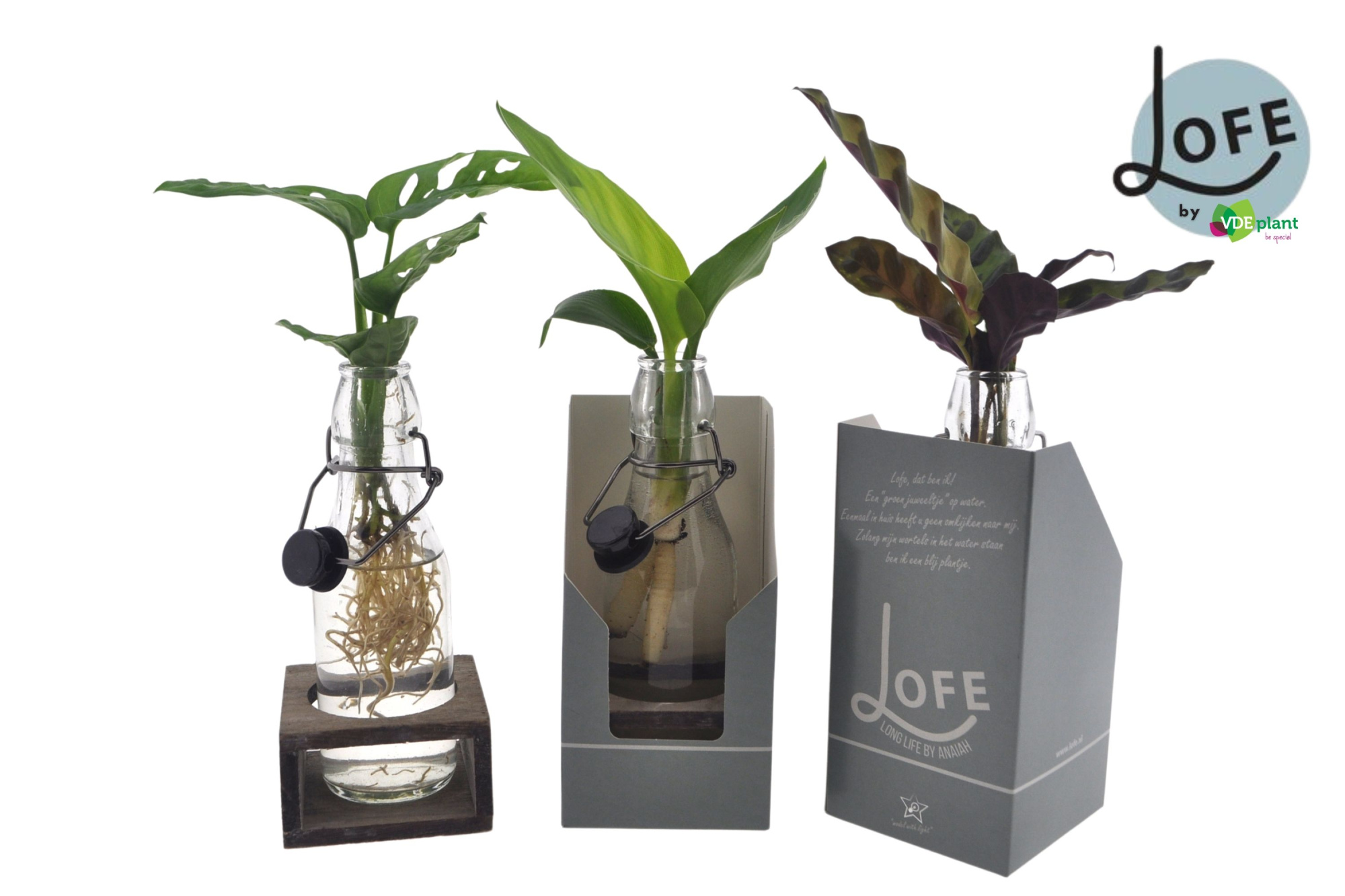 LOFE |Mix in Ann glas (zwarte dop) + single houtje + verpakking, D 7 cm